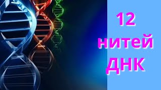 12 нитей ДНК