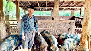 Com 82 anos com muita disposição #cria porco num grande mangueirão no sistema antigo # e faz de tudo