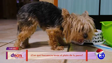 ¿Con qué frecuencia debo lavar el comedero de mi perro?