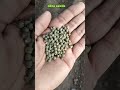 ladyfinger🌱 #gardenplants #plantsofindia #garden #plantsofindia #gardening #nature