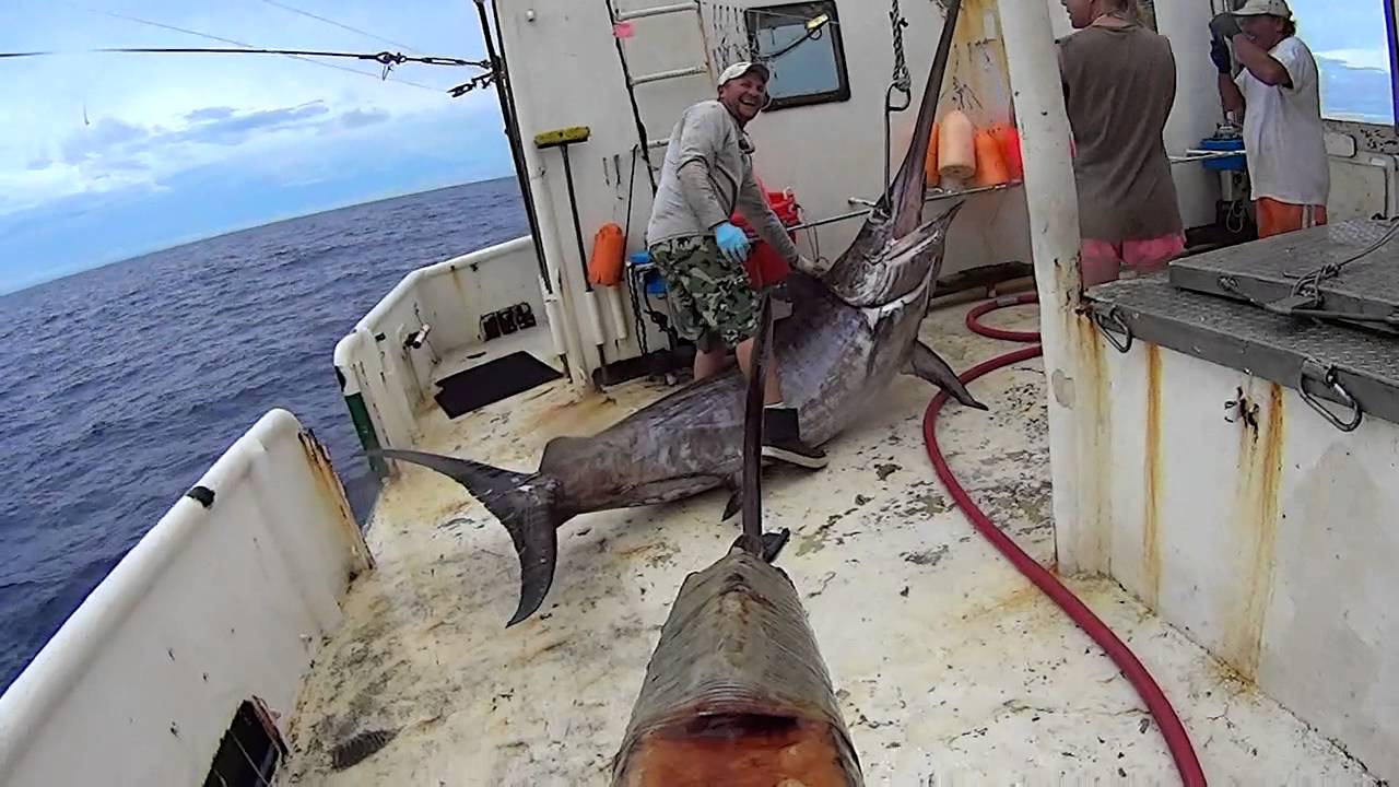 500+lb SWORDFISH!!!!! (BAHAMAS) YouTube