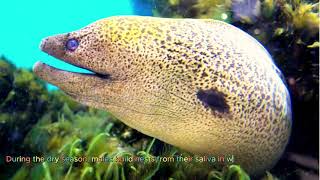 Some interesting facts about electric eel