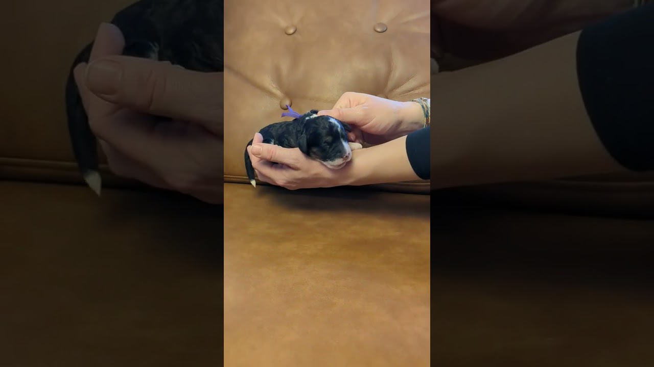 1-Week-Old Baby Mini Bernedoodles!!