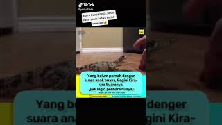 Download Lagu begini kira kira  suara anak buaya ya guys#short MP3