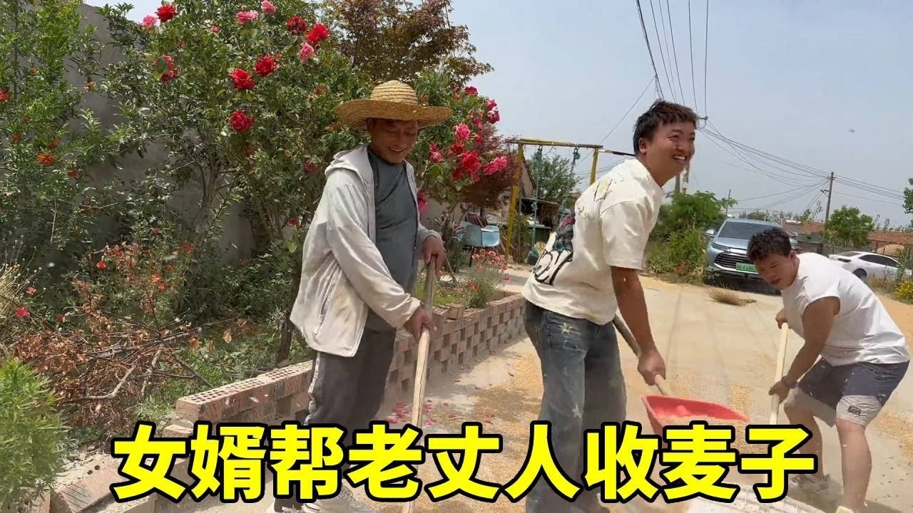 又到了大麦丰收的季节，今天帮老丈人收大麦，老丈人直言女婿也是儿！#老丈人#夫妻日常