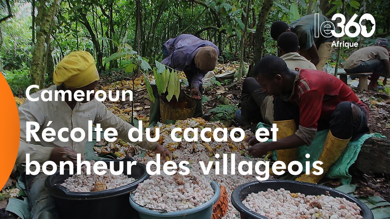 Cacao: le cours à son plus haut niveau depuis 46 ans, une aubaine pour les  grands producteurs africains!