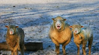 Лучший способ содержания овец зимой | Лучший пастух