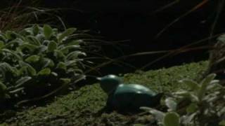 DVX100a 24p test