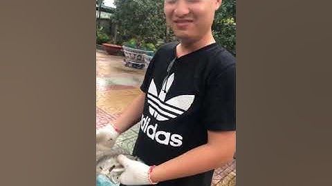 Kéo bắt cá rô phi khủng nuôi 20 năm tại bình dương