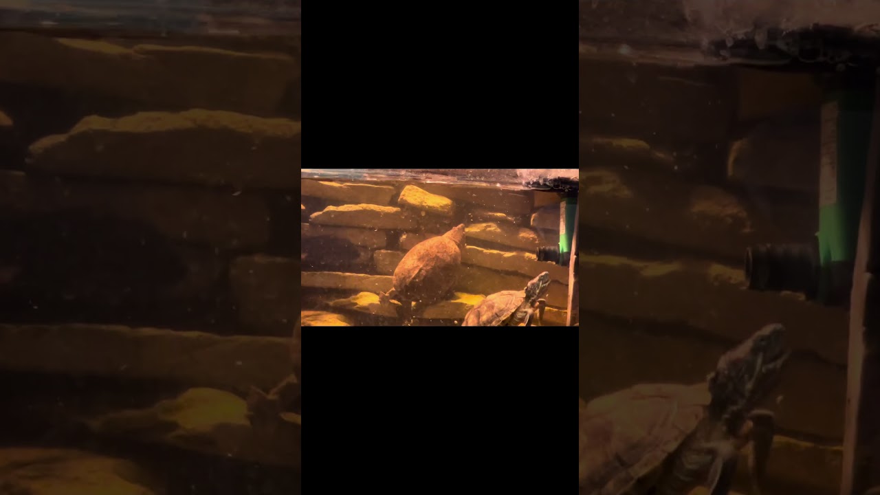 Welcome Roosevelt the Musk turtle. 