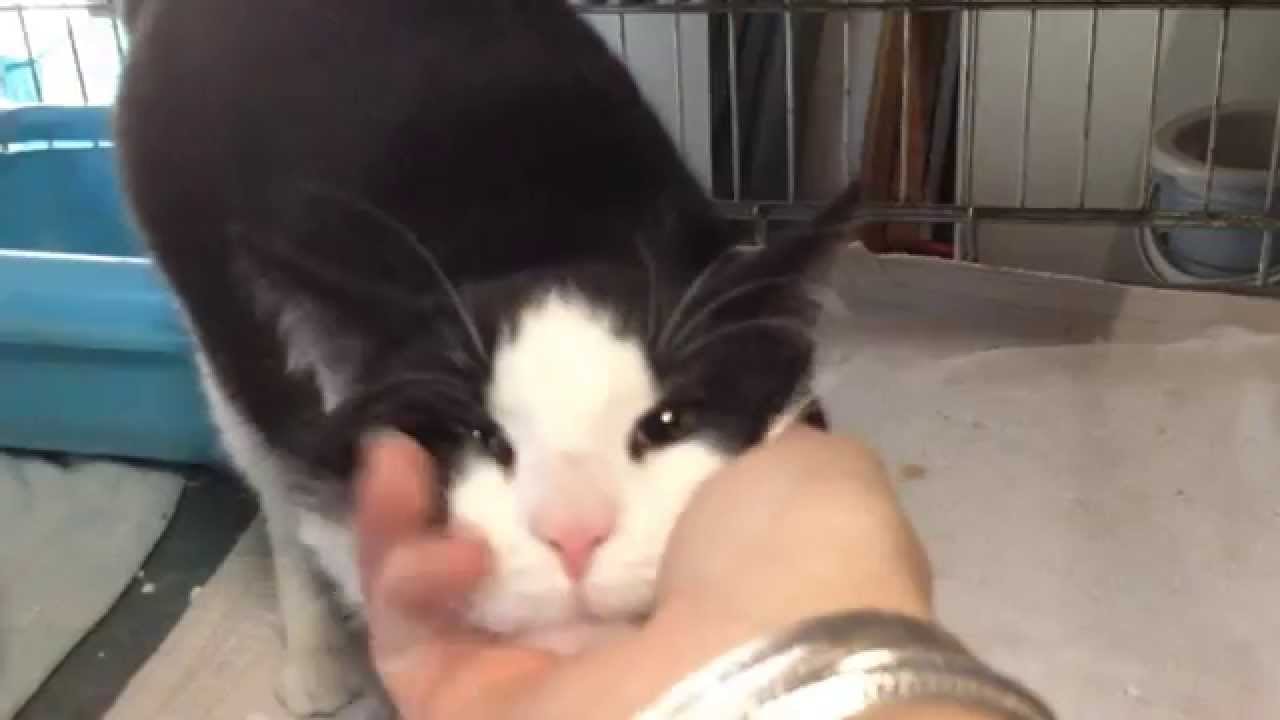 Syrius alias Poupouss