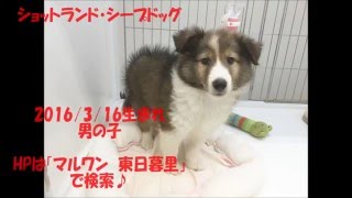 電撃入店！！当店初・激カワシェルティーくん入店です！