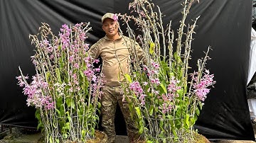 Bí quyết chăm lan phi điệp nở hoa tết Âm lịch