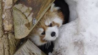 レッサーパンダ 雪穴からこんにちは！〜 Red Panda Hello from the hole of snow