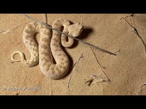 Thread snake and