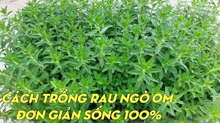 Cách trồng rau ngò om mua ở chợ | Phan Đức #192