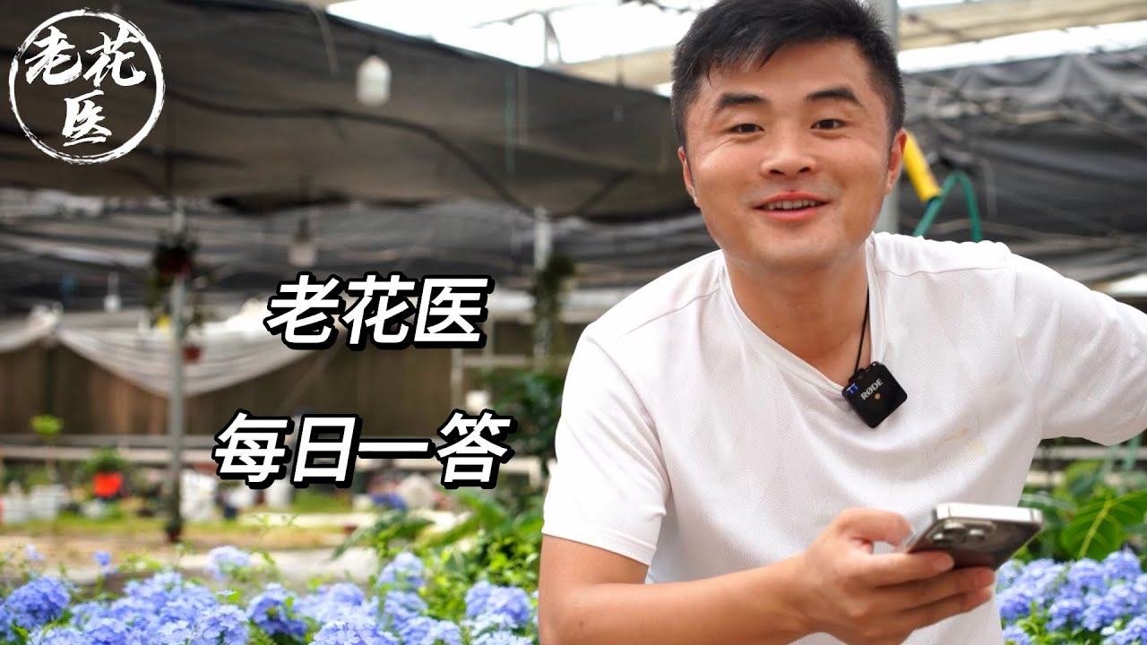 茶花掉叶叶子有黑边？发财树一直黄叶掉叶？/Camellia japonica, leaves falling off, black edges