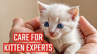 Expert Advice on Newborn Kitten Care#cute kittens