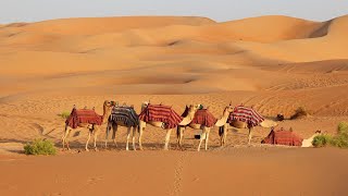 Travel Guide: Dubai Desert