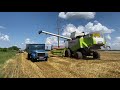 Уборка озимых 2021.Claas Lexion 580