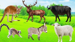 Happy Animal Moments - Buffalo, Donkey, sheep, Rabbit, Lemurs, Eagle, kangaroo - Animal Moments.