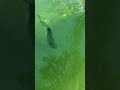 Would you rather get... #bassfishing #fishing #bassfishinglife #wouldyourather