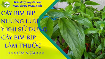 Cây bìm bịp, những lưu ý khi sử dụng cây bìm bịp làm thuốc