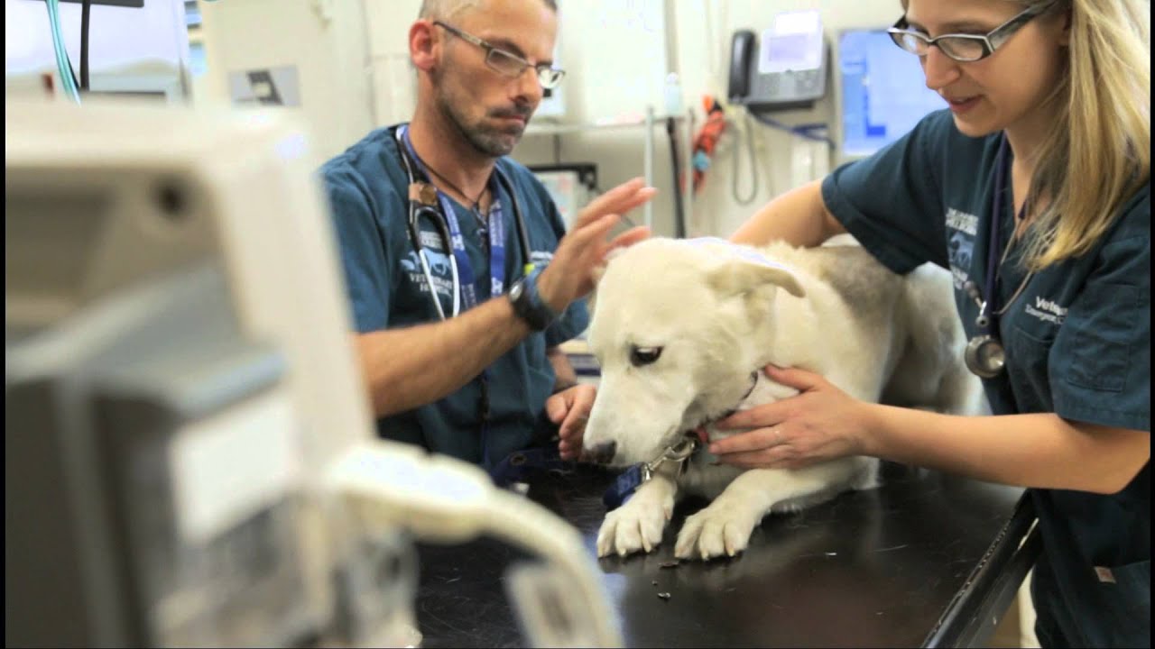 The University of Melbourne Veterinary Hospital video tour - YouTube