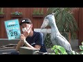 【掛川花鳥園公式】営業再開まであと2日！カウントダウン動画～ハシビロコウ「ふたば」編～