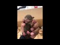 ANIMAL CRUELTY INVESTIGATION Woman Suspected of Dumping Puppies in Coachella 4 18 2019