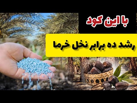 روش پرورش نخل خرما و استفاده بهترین کود ها برای رشد بهتر آن باغبان آزاد