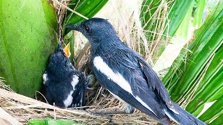 Rain Doesn’t Stop Chick's Feeding and Sleeping (11) – Baby Bird Fears Loud Thunder Sounds E255