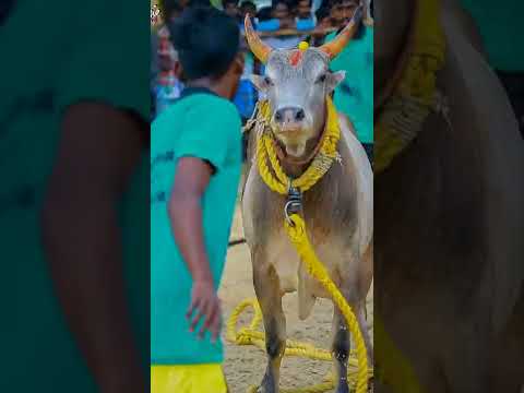 Jallikattu Jallikattulover Short Youtubeshorts Viral Shorts Emotional