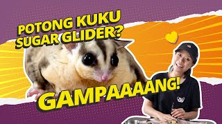 Potong Kuku Sugar Glider Emang Sulit? | Taming Tips for Sugar Glider