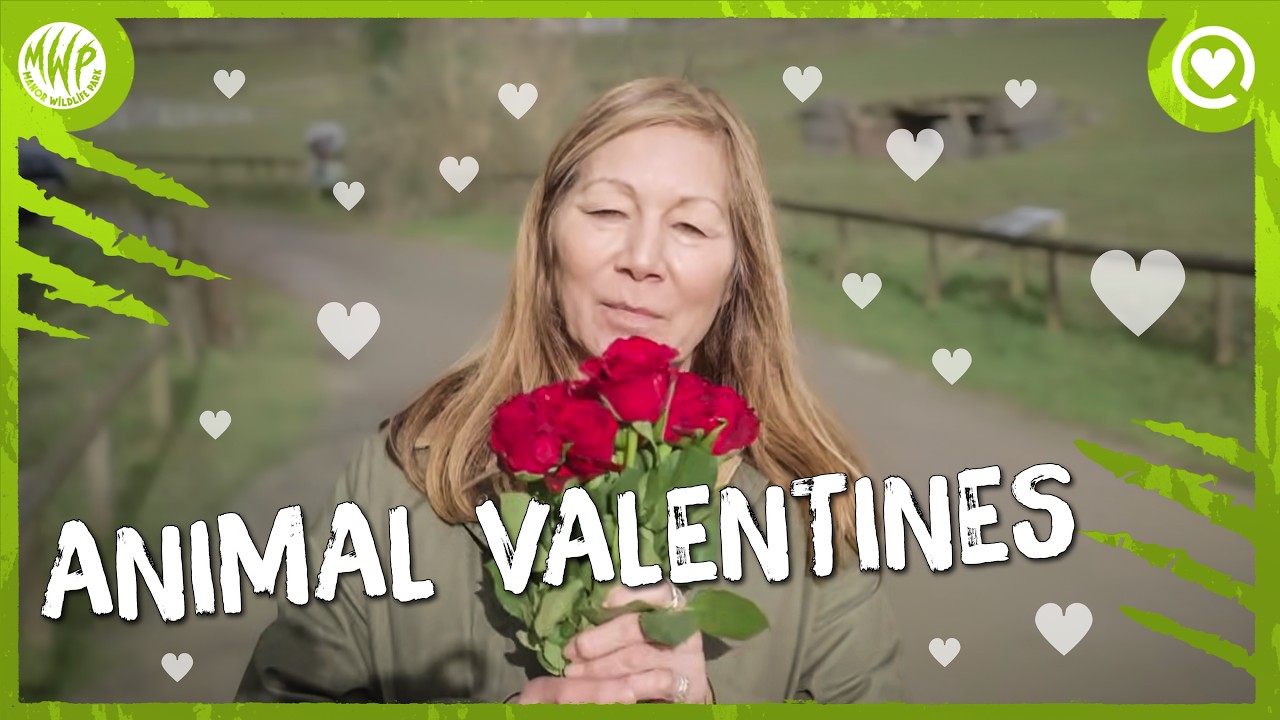 What did our animals get for Valentine's Day? | Valentine's Day at the Manor | Animal Secrets