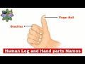 Human Leg and Hand parts Names - Leg and Hands vocabulary - English vocabulary