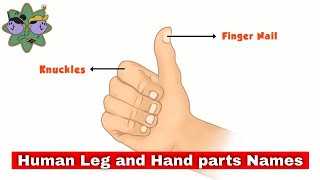 Human Leg and Hand parts Names - Leg and Hands vocabulary - English vocabulary