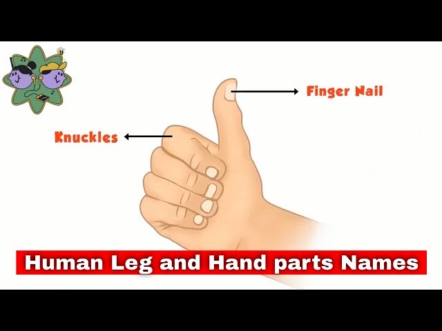 Body Parts Name In Japanese!... - SKYTOUCH EDUCATION | Facebook