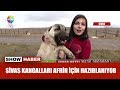 Sivas Kangalları Afrin için hazırlanıyor!