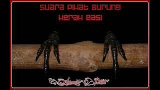 Suara Pikat Burung Kerak Basi