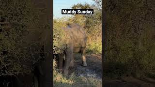 Muddy Sunday! #shorts #reels  #elephants