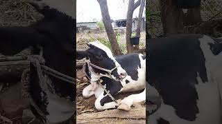 cute cow calf sound. #cute #cow sound #cowsoundeffects