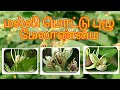 மல்லி மொட்டு புழு பூச்சி மருந்து | ʜᴏᴡ ᴛᴏ ᴄᴏɴᴛʀᴏʟ ᴊᴀꜱᴍɪɴᴇ ʙᴜᴅᴡᴏʀᴍ | Hendecasis duplifascialis