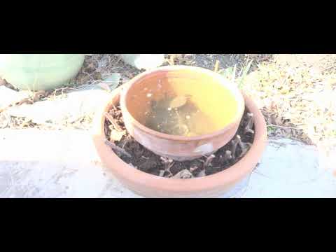 Video: Forsythe Pot негиздери - Forsythe Pot деген эмне жана ал кантип колдонулат