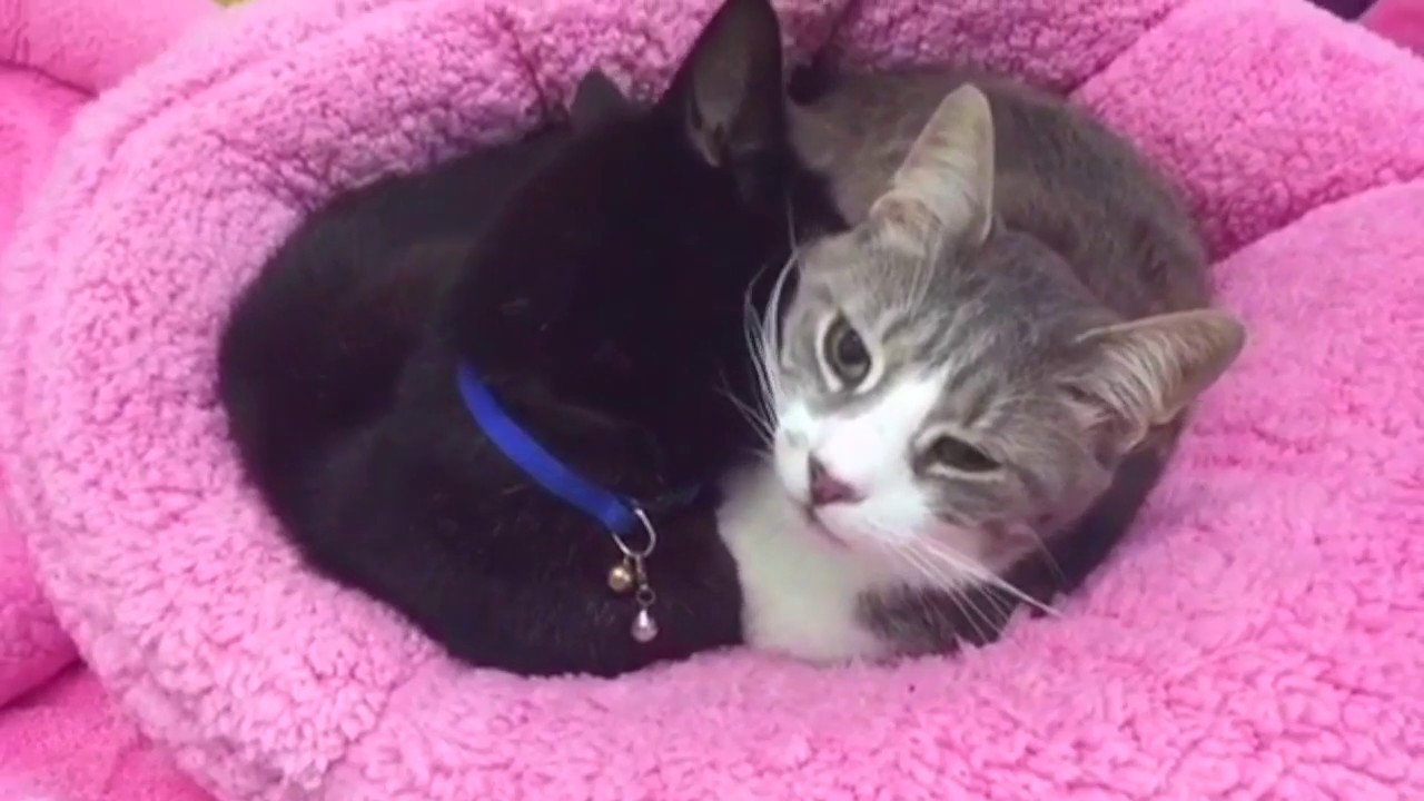 cute videos youtube [Blind Cat Rescue] Best Friends Forever