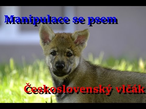 Video: Rozštiepený palác v šteňatke