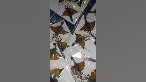 Tắc kè bay chuyên chữa bệnh hen suyễn cho người già trẻ nhỏ