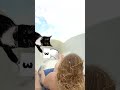 Judgy Cat's Crazy Cruise