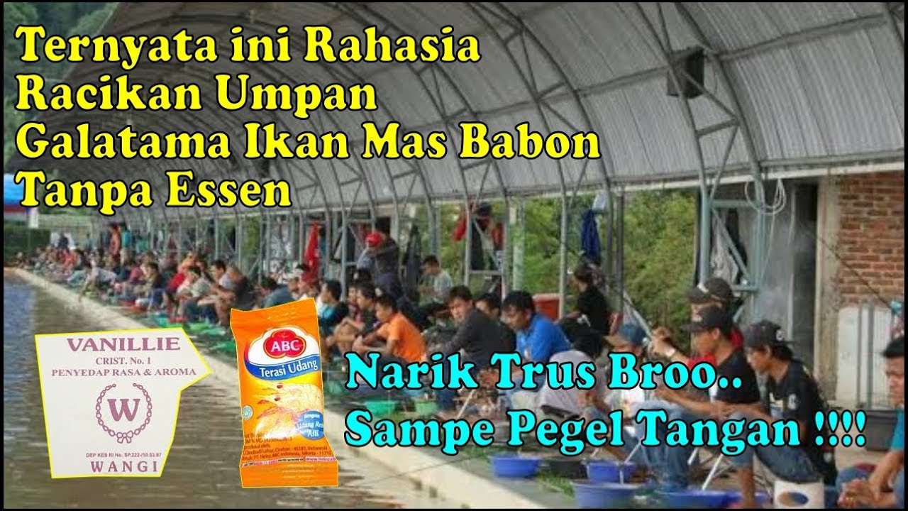 VIRAL !! RACIKAN UMPAN GALATAMA IKAN MAS BABON TANPA ESSEN