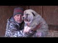 Продаётся щенок западно-сибирской лайки (сука)
